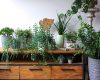 Benefits of houseplants in your home